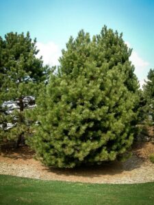 Сосна Чёрная (Pinus Nigra) купить по цене от 270.00р. в интернет-магазине «Посадика» с доставкой почтой в в Полесске и по всей России – [изображение №1].