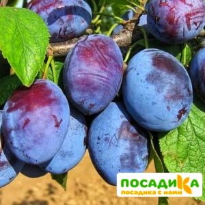 Слива Чачакская ранняя купить по цене от 229.00р. в интернет-магазине «Посадика» с доставкой почтой в в Полесске и по всей России – [изображение №1].