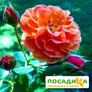 Роза Арабия купить по цене от 350.00р. в интернет-магазине «Посадика» с доставкой почтой в в Полесске и по всей России – [изображение №1].