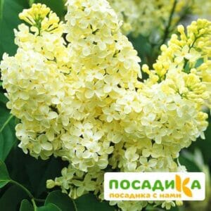 Сирень Примроуз (Primrose) купить по цене от 529.00р. в интернет-магазине «Посадика» с доставкой почтой в в Полесске и по всей России – [изображение №1].