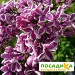 Сирень Сенсация купить по цене от 529.00р. в интернет-магазине «Посадика» с доставкой почтой в в Полесске и по всей России – [изображение №1].