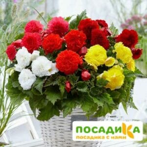 Бегония Фимбриата купить по цене от 235р. в интернет-магазине «Посадика» с доставкой почтой в в Полесске и по всей России – [изображение №1].
