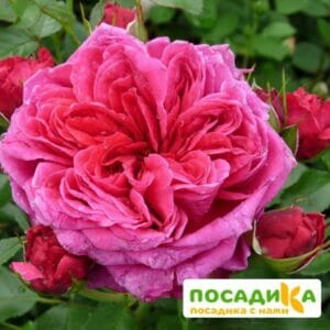 Шраб Роза Соул купить по цене от 390.00р. в интернет-магазине «Посадика» с доставкой почтой в в Полесске и по всей России – [изображение №1].