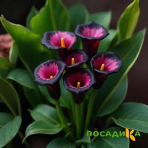 Калла Аура Лейс купить по цене от 400р. в интернет-магазине «Посадика» с доставкой почтой в в Полесске и по всей России – [изображение №1].