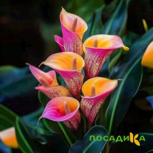 Калла Оникс купить по цене от 450р. в интернет-магазине «Посадика» с доставкой почтой в в Полесске и по всей России – [изображение №1].