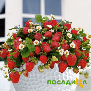 Клубника Рубиновый Шепот (горшечная) купить по цене от 240р. в интернет-магазине «Посадика» с доставкой почтой в в Полесске и по всей России – [изображение №1].