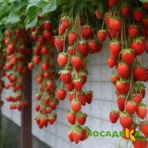 Клубника вьющаяся Комплимент купить по цене от 470р. в интернет-магазине «Посадика» с доставкой почтой в в Полесске и по всей России – [изображение №1].