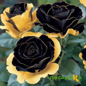 Роза Ханни Сикл купить по цене от 700р. в интернет-магазине «Посадика» с доставкой почтой в в Полесске и по всей России – [изображение №1].