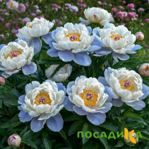Пион акварельный Этюд купить по цене от 806р. в интернет-магазине «Посадика» с доставкой почтой в в Полесске и по всей России – [изображение №1].