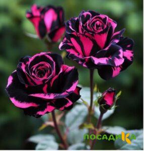 Роза Багровый Шепот купить по цене от 366р. в интернет-магазине «Посадика» с доставкой почтой в в Полесске и по всей России – [изображение №1].