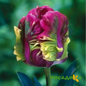 Тюльпан Экзотик Хэвен купить по цене от 186р. в интернет-магазине «Посадика» с доставкой почтой в в Полесске и по всей России – [изображение №1].