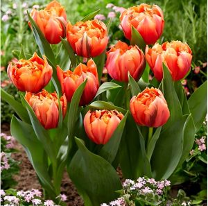 Тюльпан Гудошник Дабл купить по цене от 185р. в интернет-магазине «Посадика» с доставкой почтой в в Полесске и по всей России – [изображение №1].