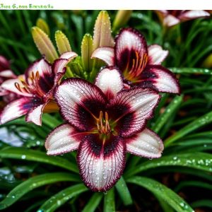 Лилейник Крим Сикл купить по цене от 799р. в интернет-магазине «Посадика» с доставкой почтой в в Полесске и по всей России – [изображение №1].