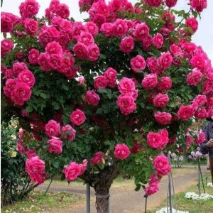 Роза Версаля купить по цене от 232р. в интернет-магазине «Посадика» с доставкой почтой в в Полесске и по всей России – [изображение №1].