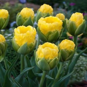 Тюльпан махровый Ванила Коп купить по цене от 159р. в интернет-магазине «Посадика» с доставкой почтой в в Полесске и по всей России – [изображение №1].