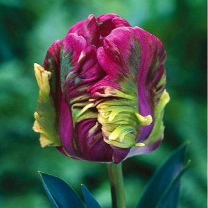 Тюльпан Экзотик Хэвен купить по цене от 186р. в интернет-магазине «Посадика» с доставкой почтой в в Полесске и по всей России – [изображение №1].